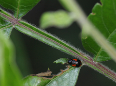 Cryptocephalus quadruplex