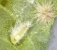 Caryomyia albipilosa