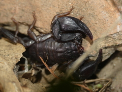 Euscorpius