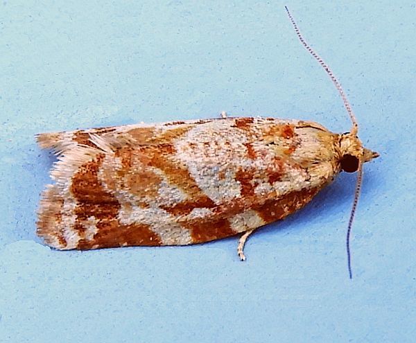 Argyrotaenia montezumae