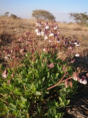 Trichodesma physaloides