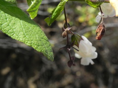 Lepechinia cardiophylla