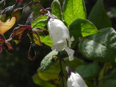 Lepechinia cardiophylla