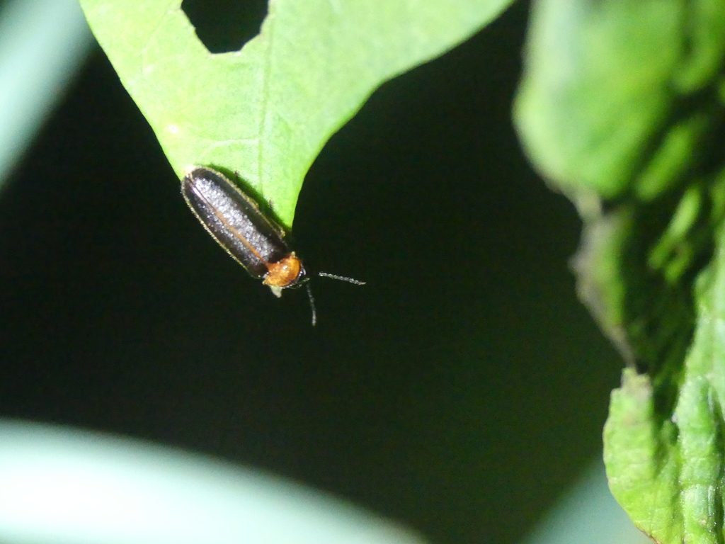 Luciola italica