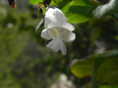 Lepechinia cardiophylla