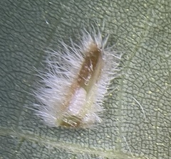 Caryomyia albipilosa