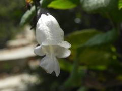 Lepechinia cardiophylla