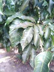 Protium heptaphyllum