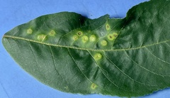 Caryomyia albipilosa