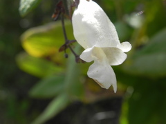 Lepechinia cardiophylla