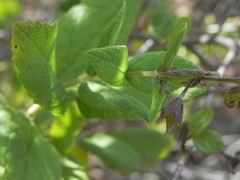 Lepechinia cardiophylla