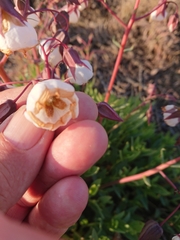 Trichodesma physaloides