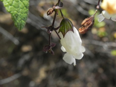 Lepechinia cardiophylla