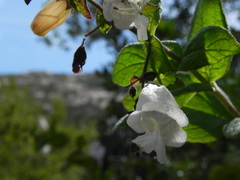 Lepechinia cardiophylla