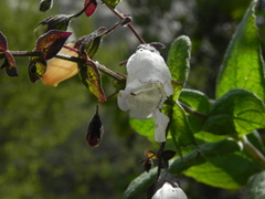 Lepechinia cardiophylla