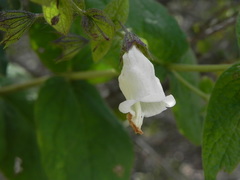 Lepechinia cardiophylla