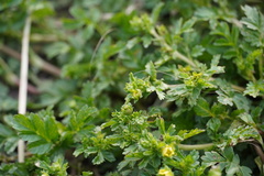 Potentilla supina