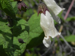 Lepechinia cardiophylla