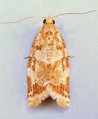 Argyrotaenia montezumae