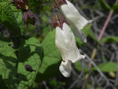 Lepechinia cardiophylla