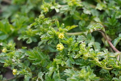 Potentilla supina