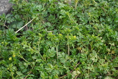Potentilla supina