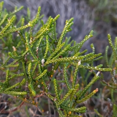 Passerina paleacea