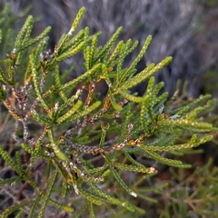 Passerina paleacea