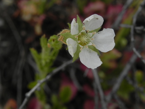 Image of Horkelia truncata by (c) James C. Davis, some rights reserved (CC BY-SA)