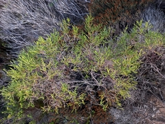Passerina paleacea