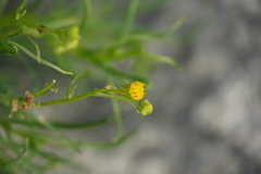 Senecio inaequidens
