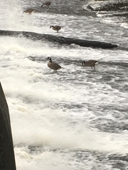 Branta canadensis