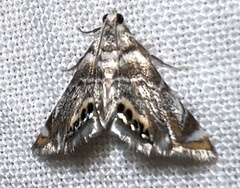 Eoparargyractis irroratalis