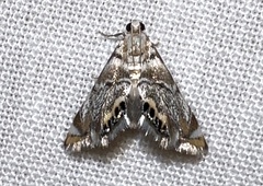 Eoparargyractis irroratalis