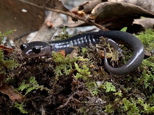 Southern Gray-cheeked Salamander