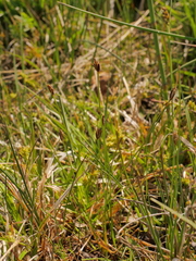 Eleocharis quinqueflora