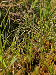Eleocharis quinqueflora