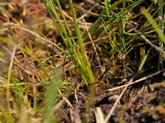 Eleocharis quinqueflora