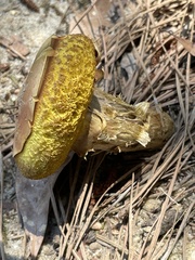Pulveroboletus