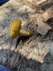 Pulveroboletus