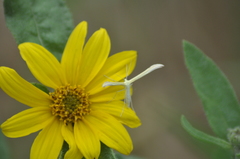 Hellinsia homodactylus