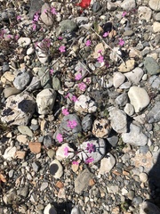 Silene integripetala integripetala