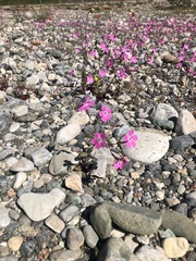 Silene integripetala integripetala