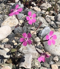 Silene integripetala integripetala