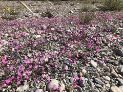 Silene integripetala integripetala