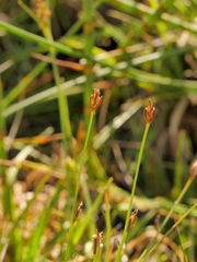 Eleocharis quinqueflora