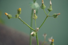 Sonchus oleraceus