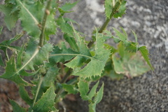 Sonchus oleraceus