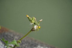 Sonchus oleraceus