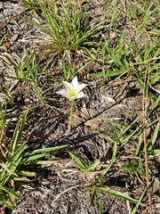 Zephyranthes simpsonii